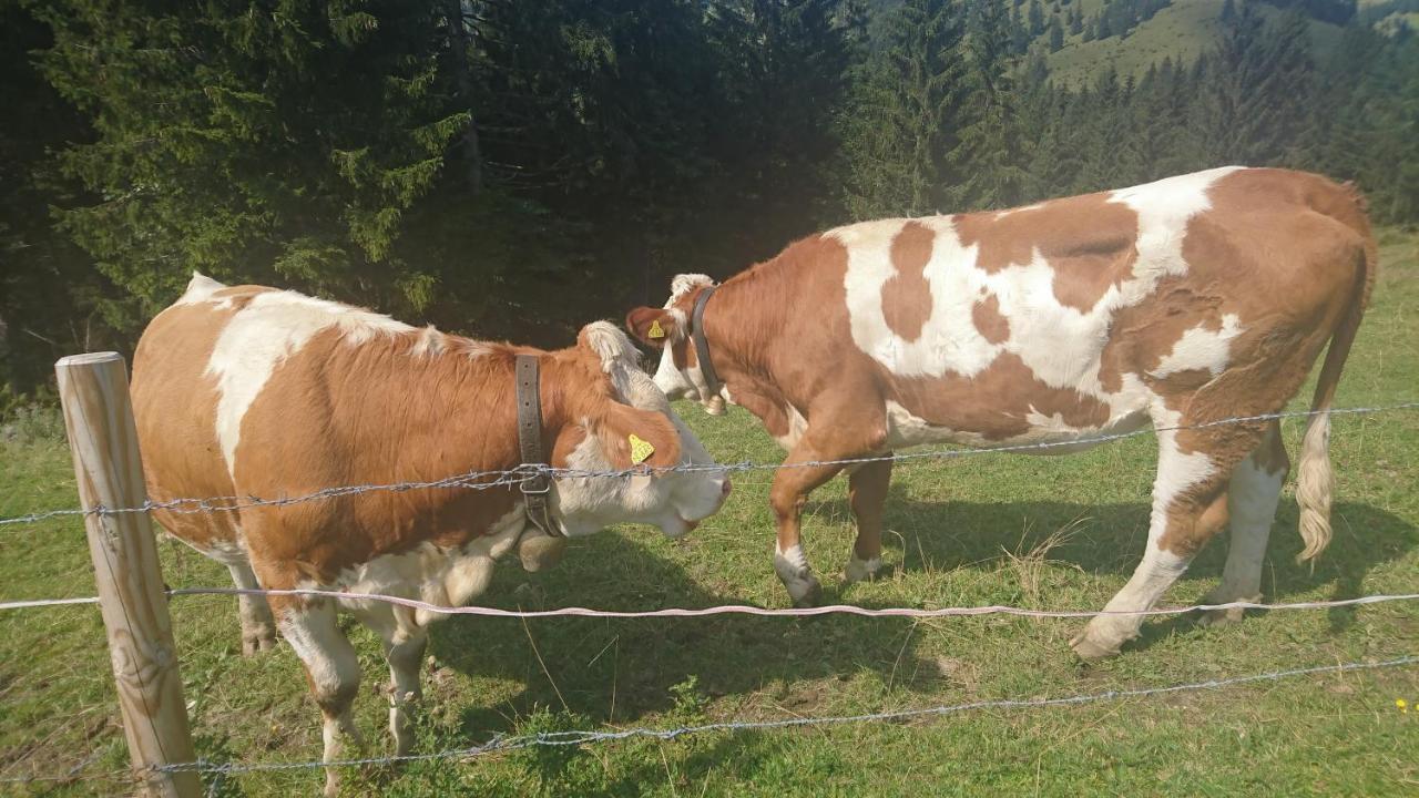 Maurers Schlierseetraum 1 Hochwertige Erdgeschosswohnung Mit Allen Raffinessen Erfreut Sich Auch Urlauber Idealerweise Für Paar Mit Kindern Geeignet Und Vierbeiner Dank Des Tollen Zauns Auf Der Terrasse Stylisch Und Edel Von Der Ausstattung Mit 64 Qm Apartamento Schliersee